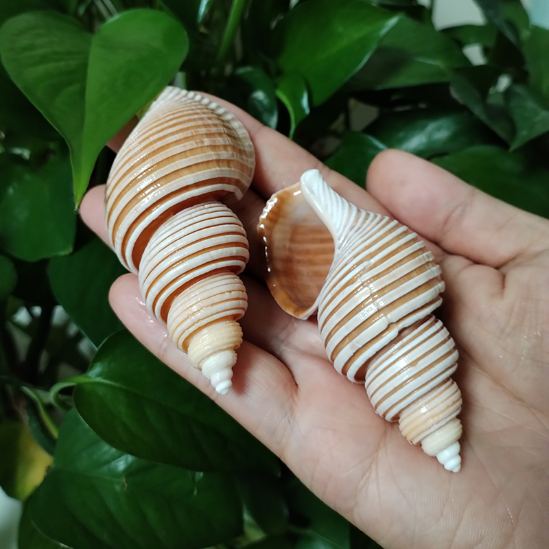 Large Vietnam Spindle Shell Aa - Home Decor Vietnam ulasan dan harga