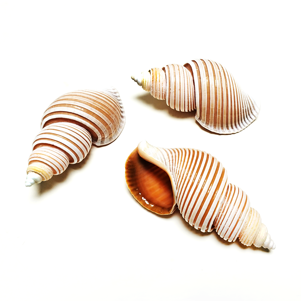 Large Vietnam Spindle Shell Aa - Home Decor Vietnam ulasan dan harga