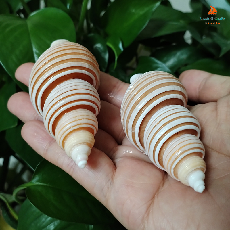 Large Vietnam Spindle Shell Aa - Home Decor Vietnam ulasan dan harga