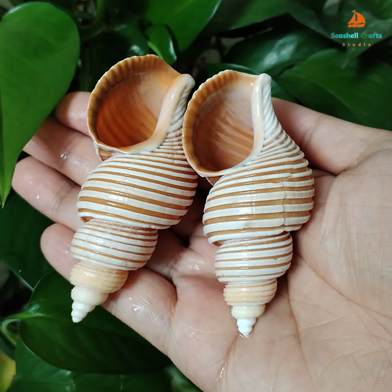 Large Vietnam Spindle Shell Aa - Home Decor Vietnam ulasan dan harga