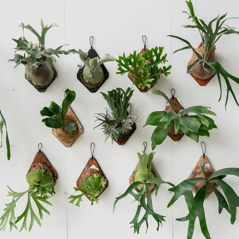 New Wooden Staghorn Fern Wall  - Woven Wall Basket ulasan dan harga