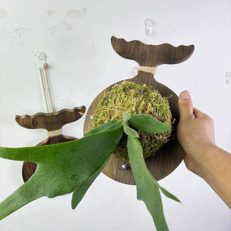 New Wooden Staghorn Fern Wall  - Woven Wall Basket ulasan dan harga