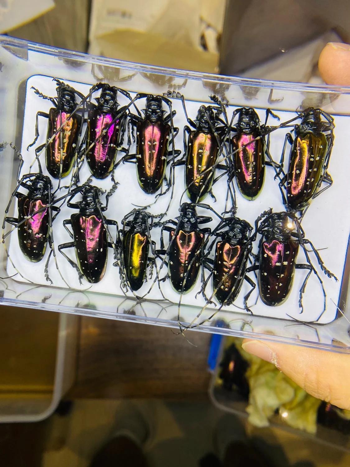 Vietnam Dicronorhina Debyana G - Home Decor Vietnam ulasan dan harga
