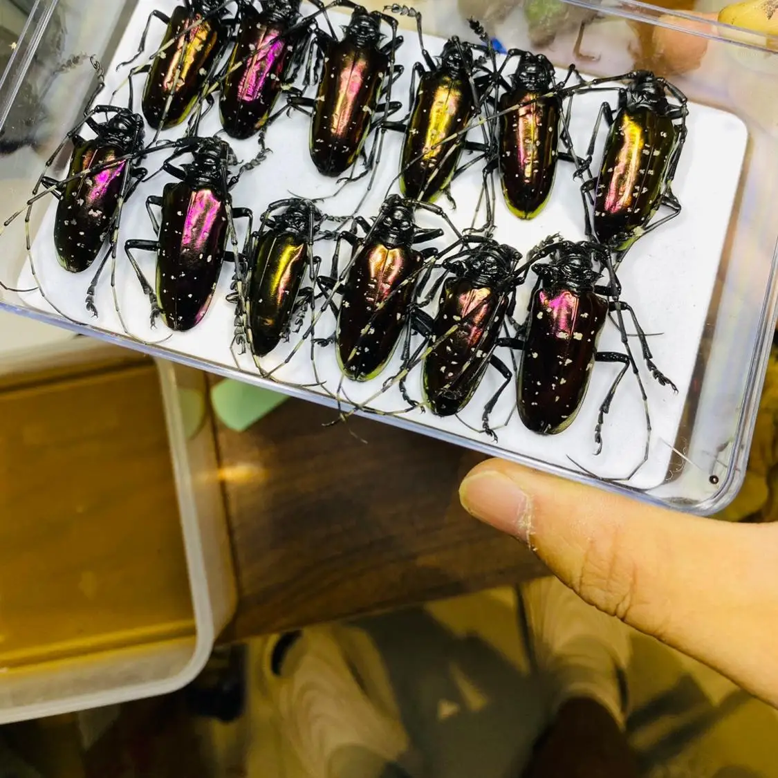 Vietnam Dicronorhina Debyana G - Home Decor Vietnam ulasan dan harga